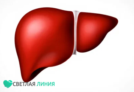 Печень человека